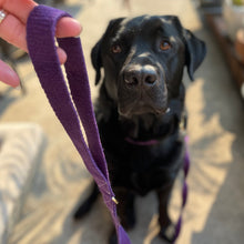 Load image into Gallery viewer, Hemp Leash - Grape