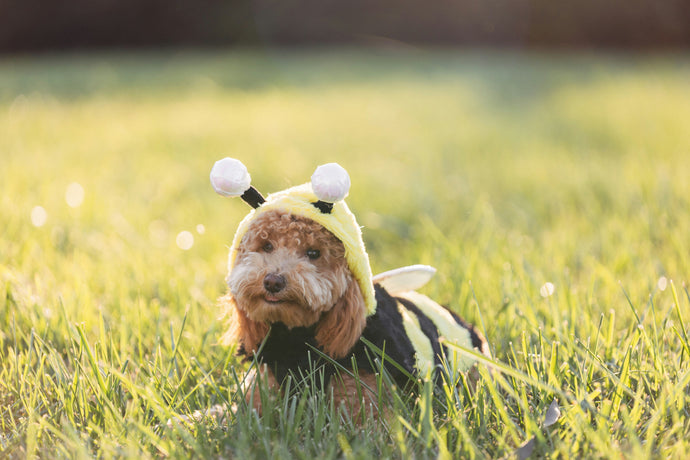 Fast Fashion for Pets? It's a No for our Dogs and the Planet