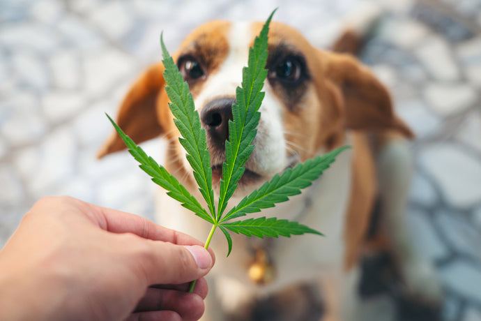 The Rise of Eco-Friendly Pet Products: Why Hemp is Leading the Way