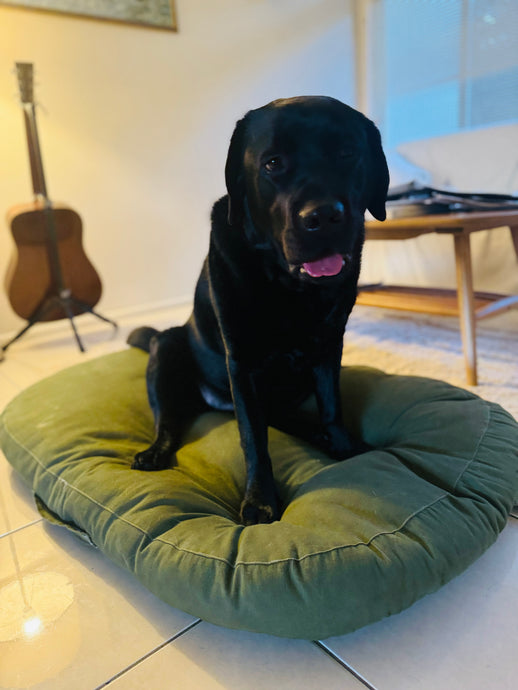 Black dog sitting on a soft dog bed with hemp cover for sensitive skin dogs 