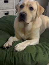 Load image into Gallery viewer, Hypoallergenic Dog Bed
