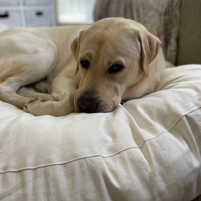 LABRADOR dog sitting on a soft dog bed with hemp cover for sensitive skin dogs 