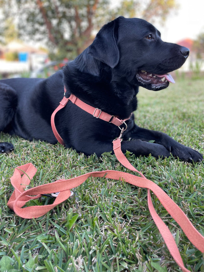 Hemp dog harness
